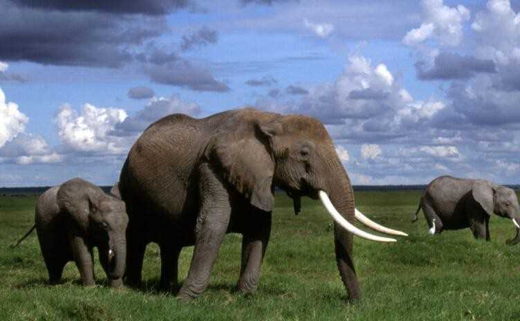 大象的耳朵像什么如何补充句子