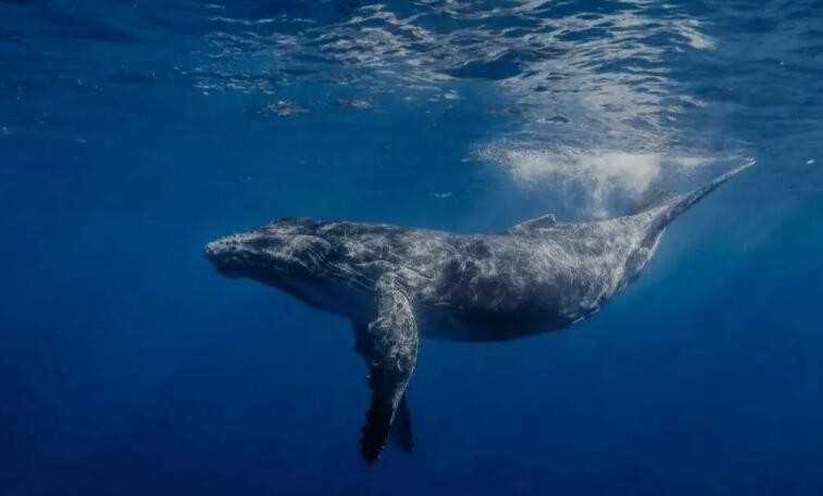 鲸鱼是用什么呼吸