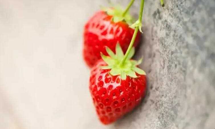 草莓的寓意与象征是什么