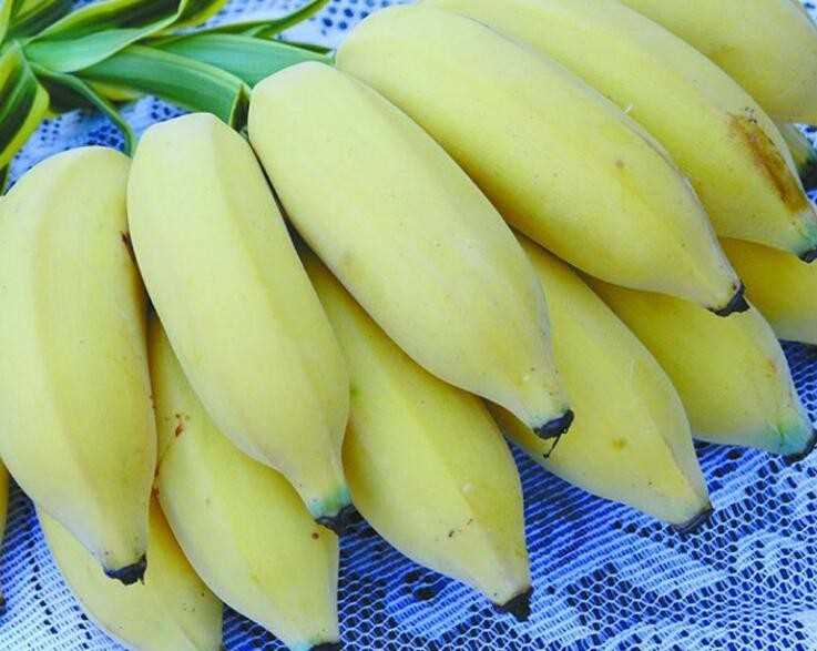 米蕉和香蕉有什么区别(米蕉和香蕉的区别)