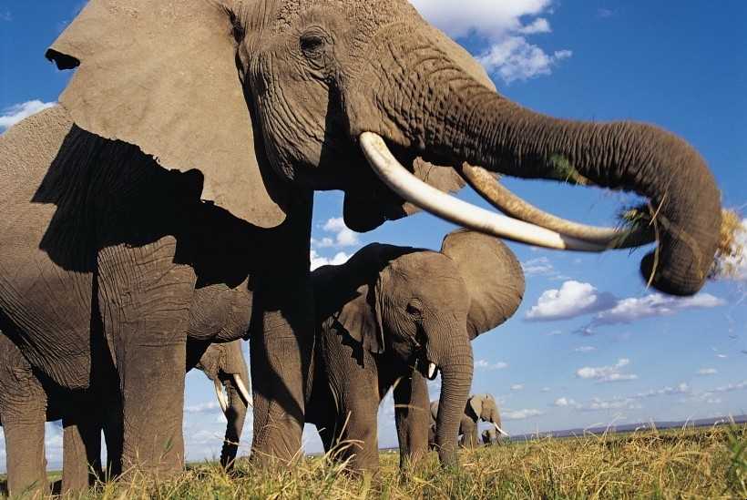 大象是几级保护动物