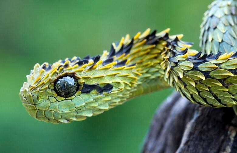 蛇是什么动物