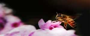 复眼的昆虫有哪些(复眼的昆虫有蝗虫、蟋蟀、蜜蜂、蜻蜓、苍蝇、蟑螂等)