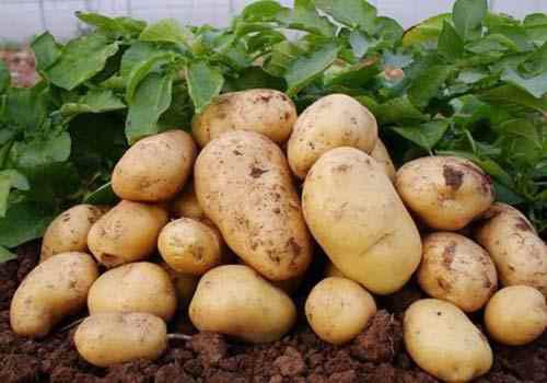 马铃薯含有的营养成分(5斤马铃薯可以折算1斤粮食的原因)