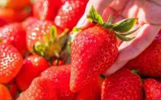 吃草莓的季节是哪个季节(自然熟的草莓和催熟草莓的区别)