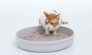 不同种类的猫砂该怎么清理(传统的非凝结式矿砂必须每三天更换一次)