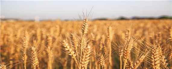 郑麦158小麦的介绍(郑麦158是河南农业科学院小麦研究所培育的小麦品种)